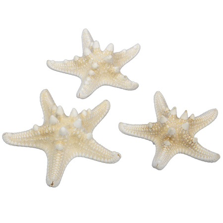 16x pieces decoration starfish - natural white - 7-10 cm