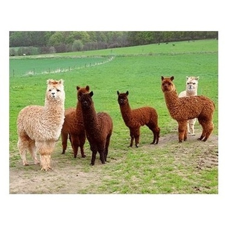 Dieren magneet 3D alpacas