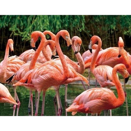 3D magnet flamingos
