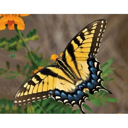 Dieren magneet 3D gele vlinder