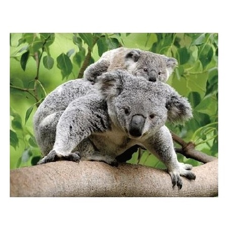 Dieren magneet 3D koalaberen