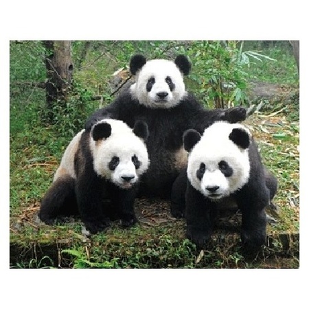 Dieren magneet 3D panda familie