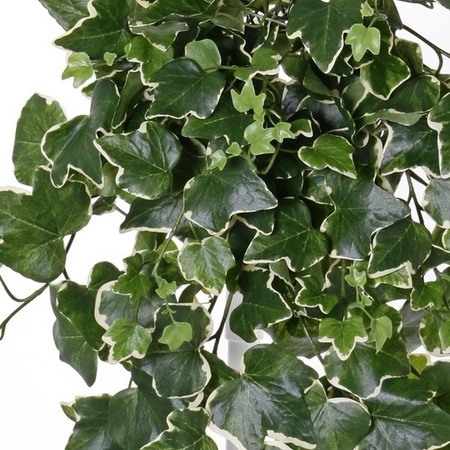Groene/witte Hedera Helix/klimop kunstplant 65 cm voor buiten
