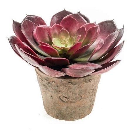 Kunstplant Echeveria pelusida in oude terracotta pot 20 cm