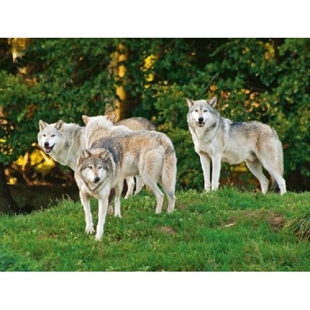Placemat wolf/wolven 3D print 30 x 40 cm