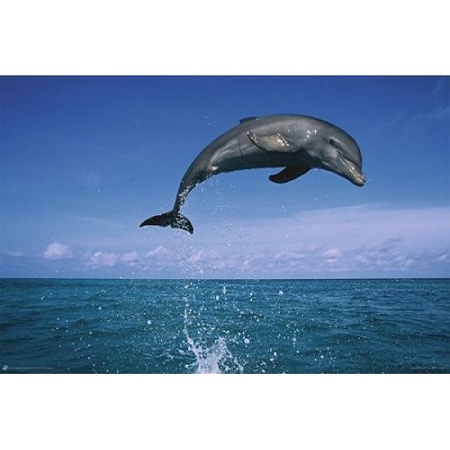 Decoratie poster dolfijn koraalrif